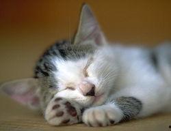 猫咪钓鱼视频,萌宠趣味瞬间捕捉