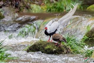 白鹇视频,自然之美尽收眼底