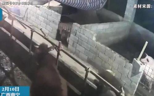 野猪交配的视频