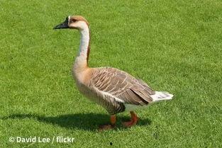 狐狸与鹅的游戏视频,趣味互动游戏，欢乐无限