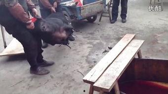 屠宰场杀猪全过程视频,揭秘现代屠宰工艺与动物福利