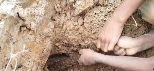 小孩捉蛇视频大全,盘点那些让人捧腹的小孩捉蛇瞬间