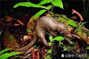 穿山甲吃蚂蚁视频,自然界的奇妙捕食瞬间