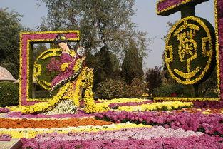 开封菊花展视频,金秋盛景，五彩斑斓的花海盛宴