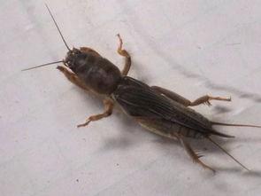 蝲蝲蛄视频,蝲蝲蛄的奇妙世界