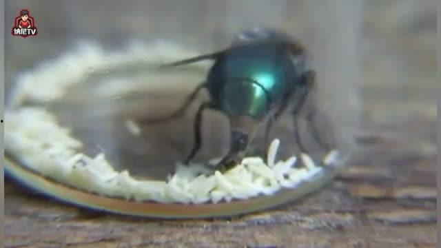 苍蝇产卵视频,揭秘昆虫繁殖奥秘