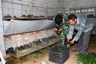 致富养殖视频,揭秘高效养殖秘诀，轻松实现财富增长