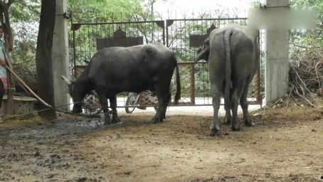 大猩猩的交配视频,自然界的爱情故事