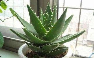 芦荟种植技术视频,从播种到收获的全程指导