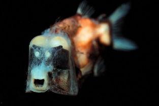幽灵鱼视频,深海神秘生物的奇幻之旅
